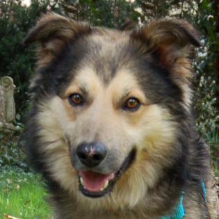 JOVI - männlich  3 Jahre  58 cm  28 kg  Collie-Mix  Gechipt  Kastriert