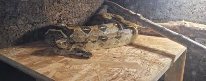 Boa Constrictor Imperator Weibchen, geb. 2024