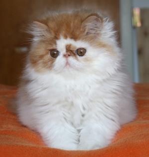 Schnuckelige Perserkitten 