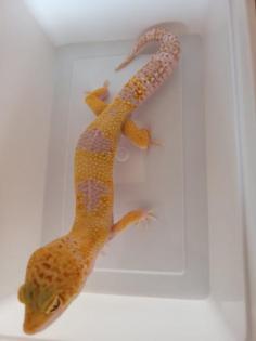 Leopardgecko 1.0 WY Tangerine Mack Snow Tremper Albino