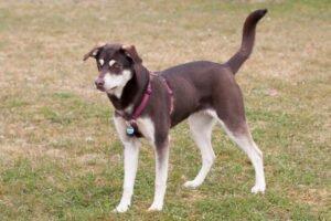 BLUNA - weiblich  8 Monate  54 cm  23 kg  Husky-Mix-Weimaraner  Gechipt  Nicht k