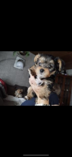 Welpe yorkshire Rüde/ Mänchen   sucht nette Familie // männchen  // Kleiner Hund