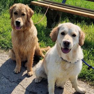 Golden Retriever  Wurfankündigung
