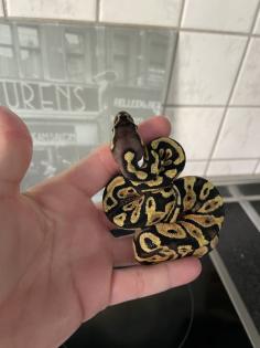 Königspython aus eigener Zucht, Jungtier, Python regius, Ballpython