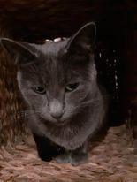 Silvie - sucht dringend ein Zuhause! (aus dem Tierschutz)