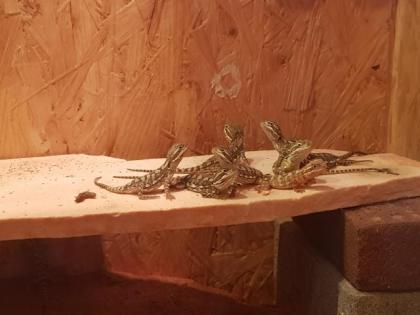 Zwergbartagame 