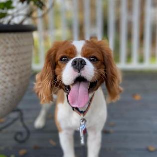 Cavalier King Charles Welpen
