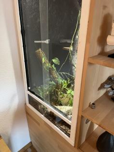 Albino Kornnatter mit Terrarium