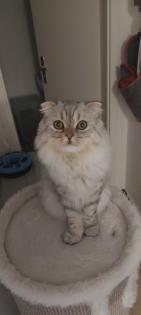 BLH Mix Kitten