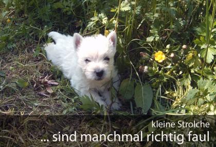 Westi Welpen suchen ein schönes neues zuhause!