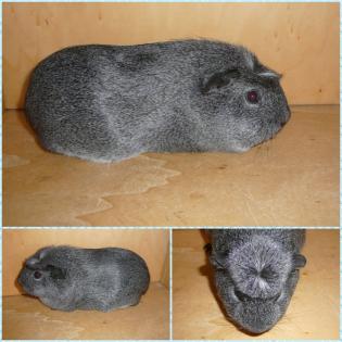 Rasse Meerschweinchen aus geprüfter Zucht
