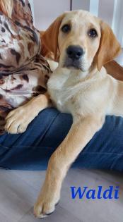 Unsere süßen Labrador Welpen
