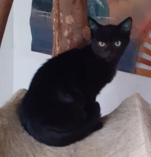 Nero– sucht dringend ein Zuhause! (aus dem Tierschutz / gechipt, geimpft, kastri