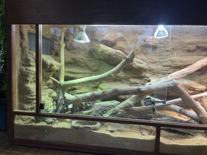 Stachelschwanzwaran (Varanus acanthurus) männlich, ca. 5 Jahre alt
