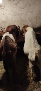 Burenziegen 1Bock & 1 tragende Ziege