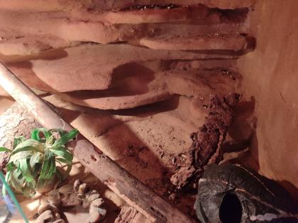 Terrarium incl Leopardengecko Paar