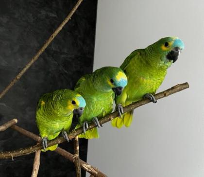 Amazonen Jungtiere 2024