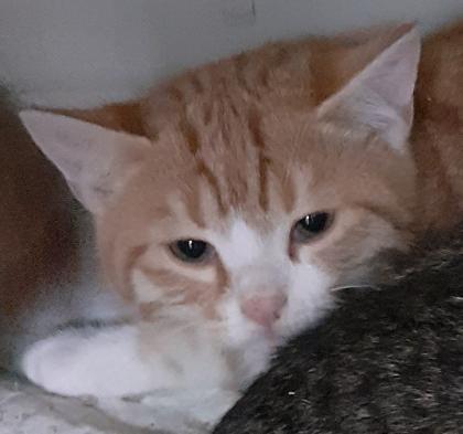 Freddy und Barney –  suchen dringend ein Zuhause! (aus dem Tierschutz / gechipt,