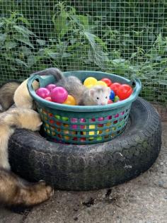 Frettchen, Frettchen Welpen 