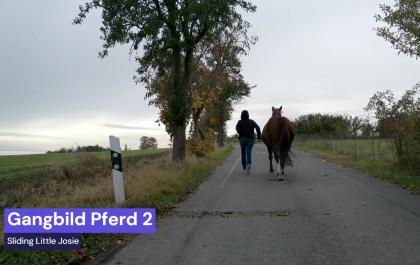 Huf-Kurs, Dual-Kurs & Präsenzunterricht