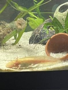 Axolotljungtiere vom 31.01.23