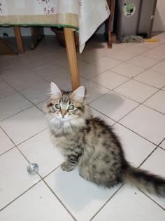 Main coon Mischlinge 4×