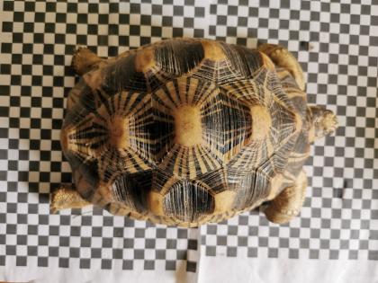 Geochelone Radiata 0.4 weibchen