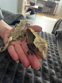 Zwei Kronengeckos , 2 Jahre alt, (m/w?)