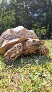 Spornschildkröte Sulcata weiblich Eierlegend