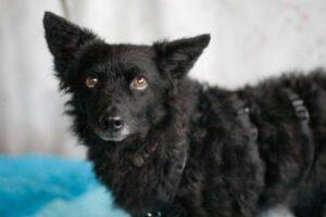 MARENA - weiblich  4 Jahre  38 cm  10 kg  Mix  Gechipt  Kastriert