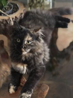 Katze Dori sucht ein liebevolles Zuhause …