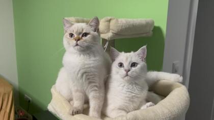 2 BKH Brüder Katzen