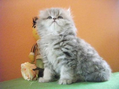 Bezaubernde Perserkater blue golden tabby 8,5 Wochen alt mit Stammbaum super ver