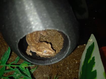 Höckerkopfgecko 0.0.1 mit Terrarium