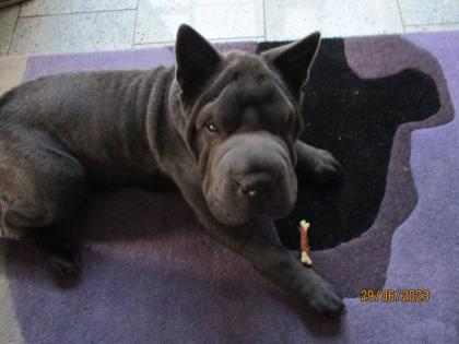 Shar-Pei Hündin 9 1/2 Monate