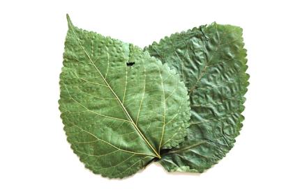 10 Maulbeerblätter ( Mulberry Leaves ) für Garnelen, Krebse und Posthornschnecke