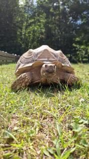 Spornschildkröte Sulcata weiblich Eierlegend
