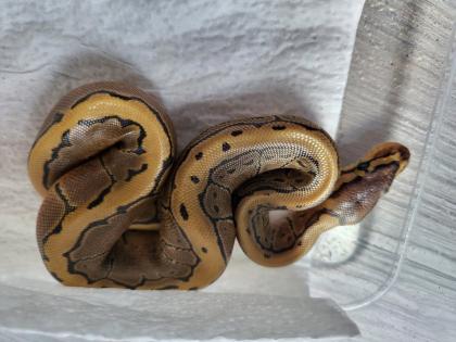 Weibliche Königspythons !!!!!!!!!!