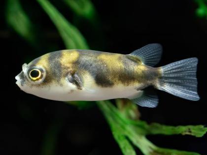 Assel Kugel Fische