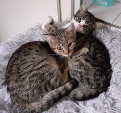 Nanny– sucht dringend ein Zuhause! (aus dem Tierschutz / gechipt, geimpft, kastr