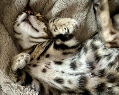 Reinrassige liebevolle Bengal Kitten mit Stammbaum