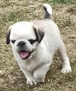 Kleiner Mopsjunge