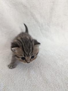 Sechs süße BKH Kitten geb. 06.05.23 suchen ab Ende Juli ein neues Zuhause