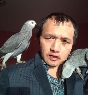 Handzarme Graupapageie