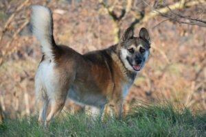 VINO - EINZELPFLEGEPLATZ GESUCHT !! Schutzgebühr: € 300,--männlich  2 Jahre  55 