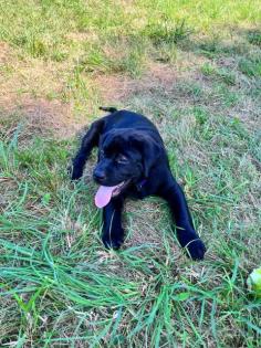 Labrador Welpen