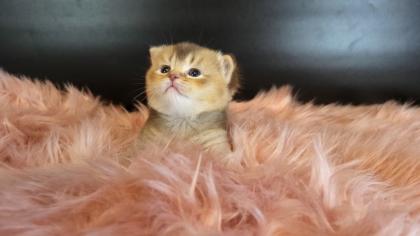 Bkh Kitten in seltener Farben.Stammbaum