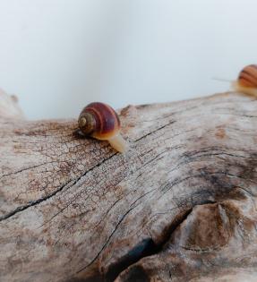Gefleckte Weinbergschnecken Babys ( Cornu aspersum )