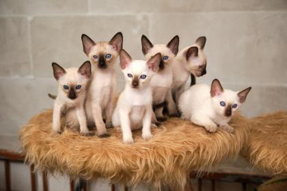 Siamkitten von unserer THAIMAHAL ENGEL in den Farben seal point und chocolate po