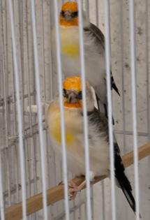 Stieglitz Major Mutation